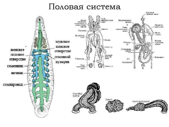 Половая система 