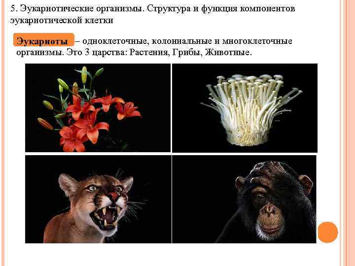 5. Эукариотические организмы. Структура и функция компонентов эукариотической клетки Эукариоты – одноклеточные, колониальные и