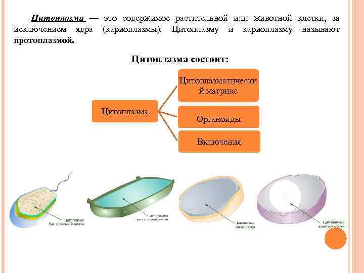 Кариоплазмой называют