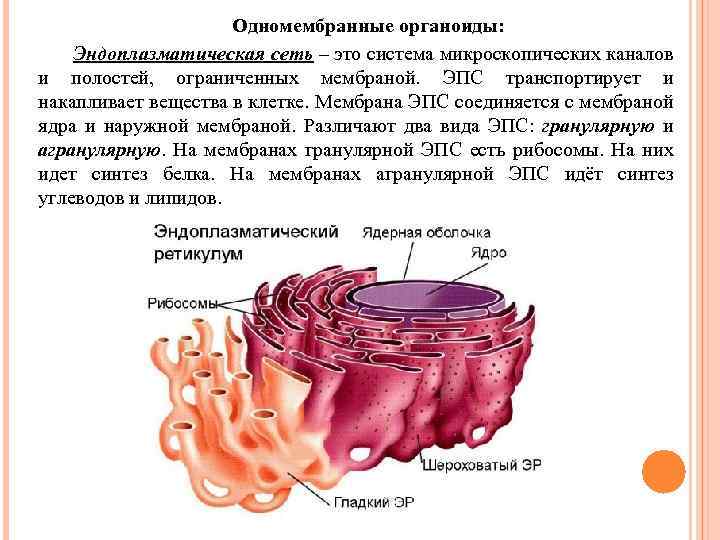 Эндоплазматическая сеть фото