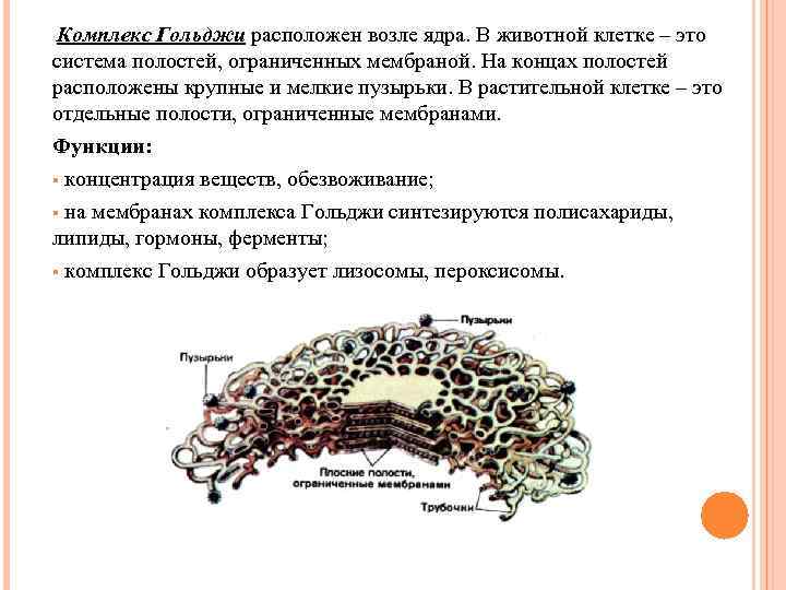 Комплекс Гольджи расположен возле ядра. В животной клетке – это система полостей, ограниченных мембраной.