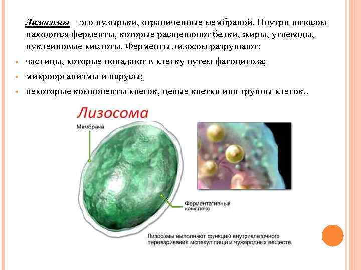 § Лизосомы – это пузырьки, ограниченные мембраной. Внутри лизосом находятся ферменты, которые расщепляют белки,