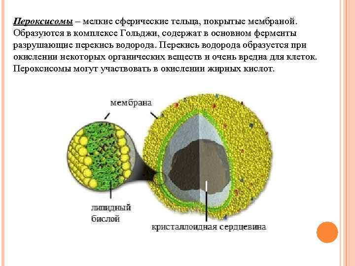 Пероксисомы – мелкие сферические тельца, покрытые мембраной. Образуются в комплексе Гольджи, содержат в основном
