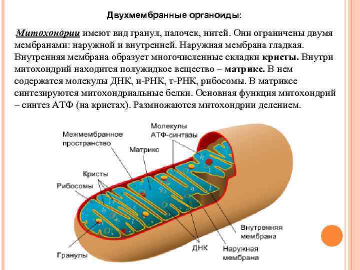 Двухмембранные органоиды: Митохондрии имеют вид гранул, палочек, нитей. Они ограничены двумя мембранами: наружной и