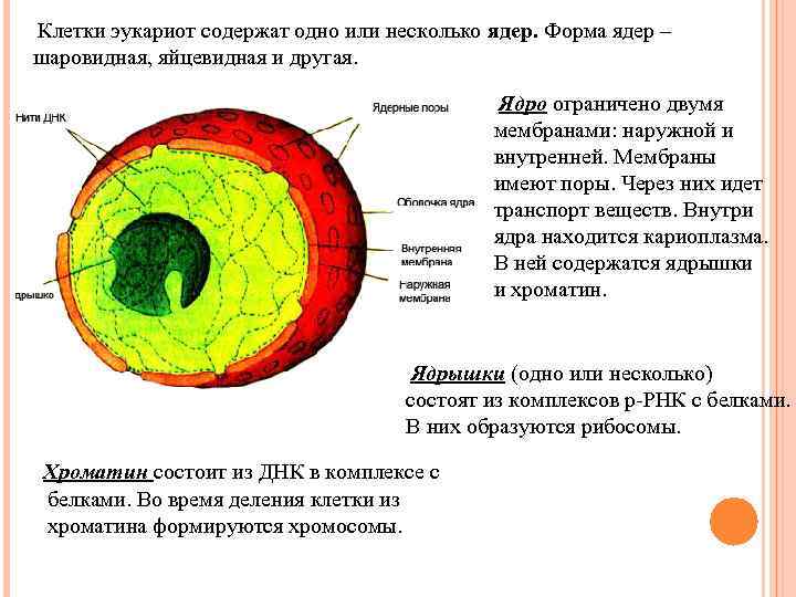 Клетки эукариот содержат одно или несколько ядер. Форма ядер – шаровидная, яйцевидная и