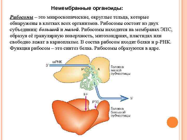 Немембранные органоиды: Рибосомы – это микроскопические, округлые тельца, которые обнаружены в клетках всех организмов.
