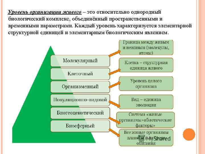 Уровень организации живого – это относительно однородный биологический комплекс, объединённый пространственными и временными параметрами.