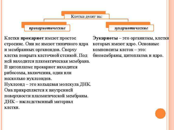 Клетки делят на: прокариотические эукариотические Клетки прокариот имеют простое строение. Они не имеют типичного