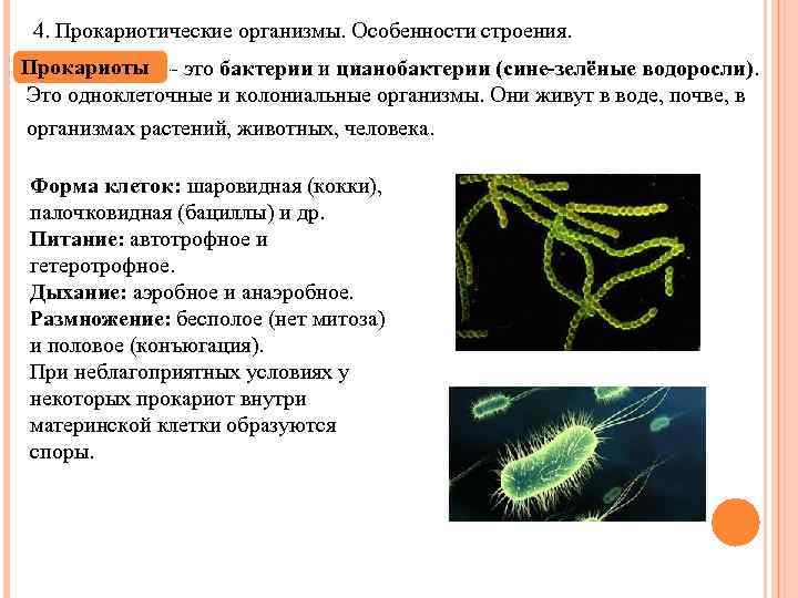 4. Прокариотические организмы. Особенности строения. Прокариоты –- это бактерии и цианобактерии (сине-зелёные водоросли). Это