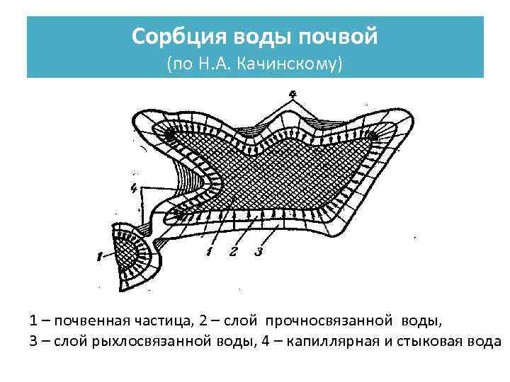 Сорбция воды почвой (по Н. А. Качинскому) 1 – почвенная частица, 2 – слой