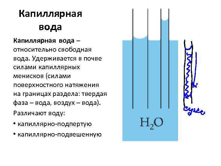 Капиллярная вода – относительно свободная вода. Удерживается в почве силами капиллярных менисков (силами поверхностного