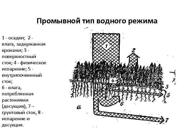 Промывной тип водного режима 1 - осадки; 2 влага, задержанная кронами; 3 поверхностный сток;