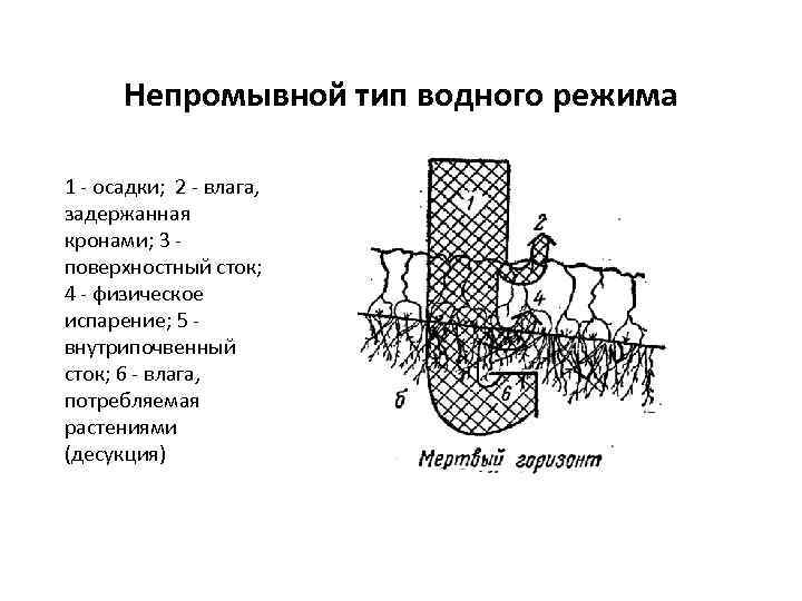 Непромывной тип водного режима 1 - осадки; 2 - влага, задержанная кронами; 3 поверхностный