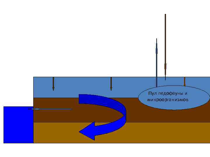  Пул педофауны и микроорганизмов 