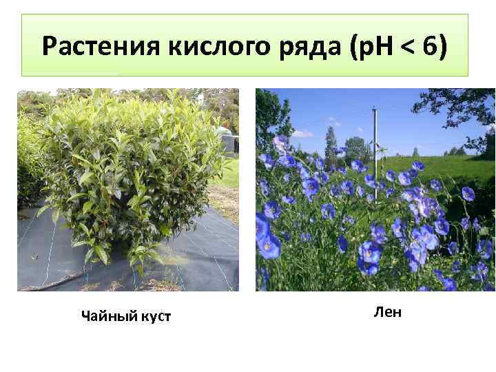 Растения кислого ряда (р. Н < 6) Чайный куст Лен 