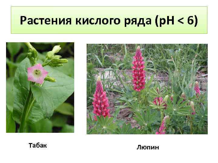 Растения кислого ряда (р. Н < 6) Табак Люпин 