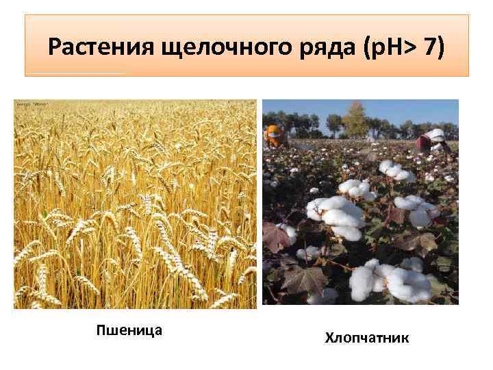 Растения щелочного ряда (р. Н> 7) Пшеница Хлопчатник 
