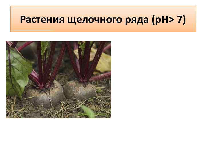 Растения щелочного ряда (р. Н> 7) 