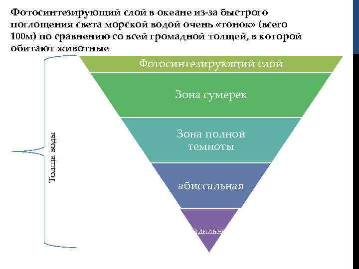 Фотосинтезирующий слой в океане из-за быстрого поглощения света морской водой очень «тонок» (всего 100