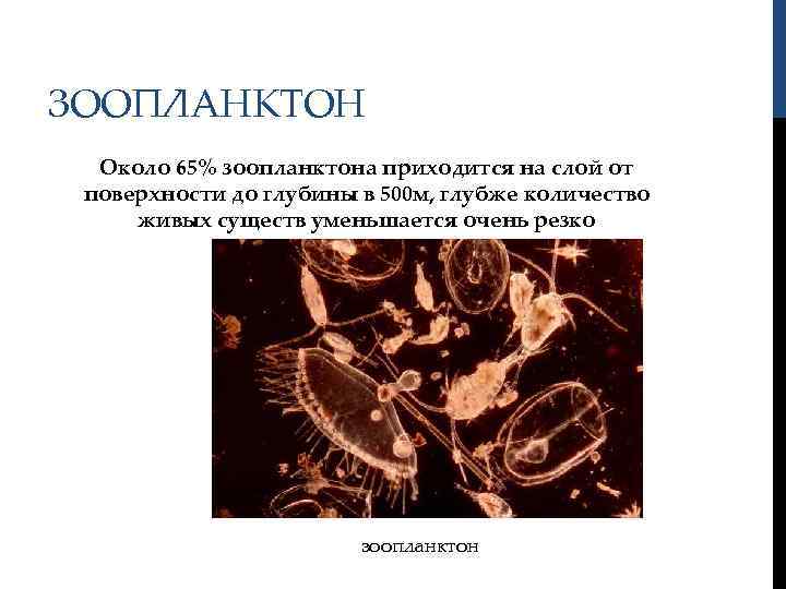 ЗООПЛАНКТОН Около 65% зоопланктона приходится на слой от поверхности до глубины в 500 м,