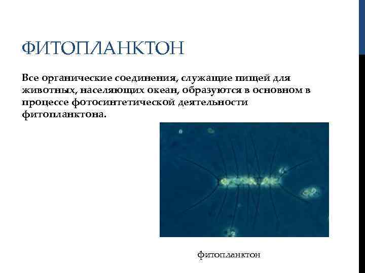 ФИТОПЛАНКТОН Все органические соединения, служащие пищей для животных, населяющих океан, образуются в основном в