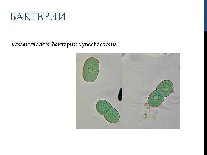 БАКТЕРИИ Океанические бактерии Synechococcus 