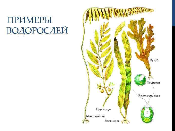 ПРИМЕРЫ ВОДОРОСЛЕЙ 