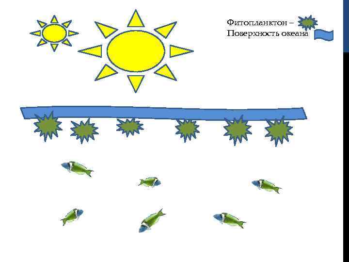 Фитопланктон – Поверхность океана 