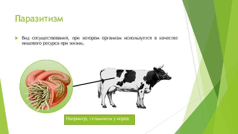 Паразитизм Вид сосуществования, при котором организм используется в качестве пищевого ресурса при жизни. Например,