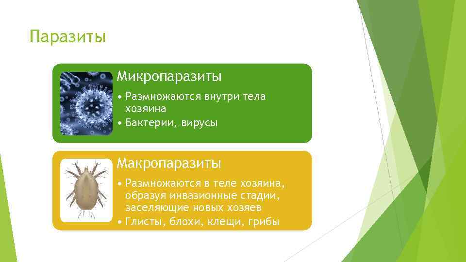 Паразиты размножение. Паразитизм микро и макропаразиты. Микропаразиты паразиты.