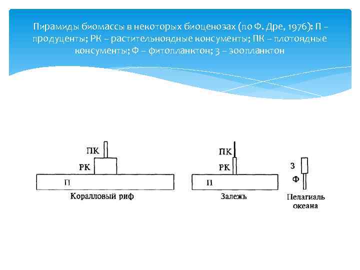  Пирамиды биомассы в некоторых биоценозах (по Ф. Дре, 1976): П – продуценты; РК