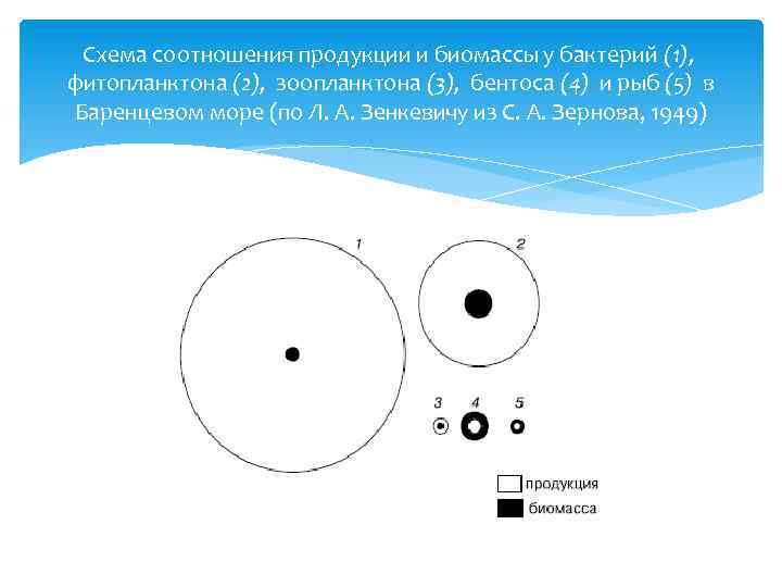 Схема соотношения продукции и биомассы у бактерий (1), фитопланктона (2), зоопланктона (3), бентоса (4)