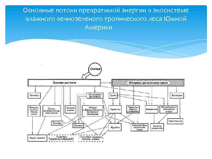 Основные потоки превратимой энергии в экосистеме влажного вечнозеленого тропического леса Южной Америки 