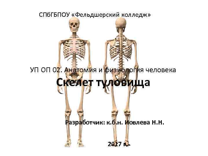 СПб. ГБПОУ «Фельдшерский колледж» УП ОП 02. Анатомия и физиология человека Скелет туловища Разработчик: