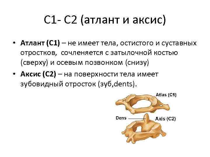 С 1 - С 2 (атлант и аксис) • Атлант (С 1) – не