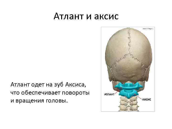 Атлант и аксис Атлант одет на зуб Аксиса, что обеспечивает повороты и вращения головы.