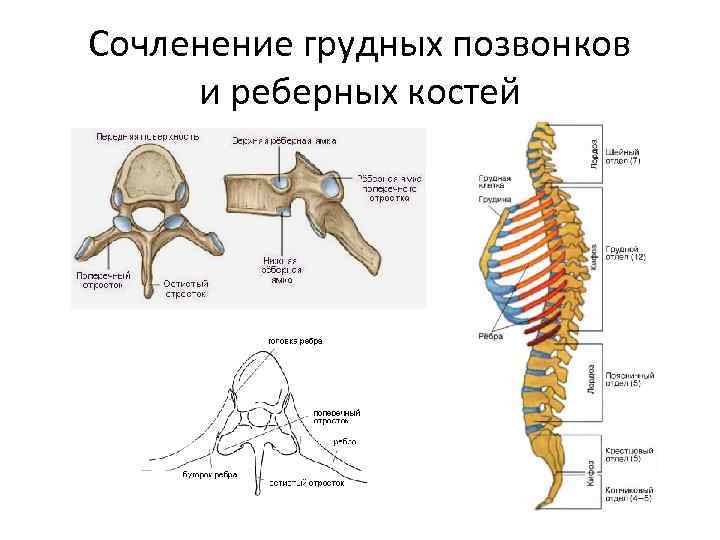 Сочленение грудных позвонков и реберных костей 