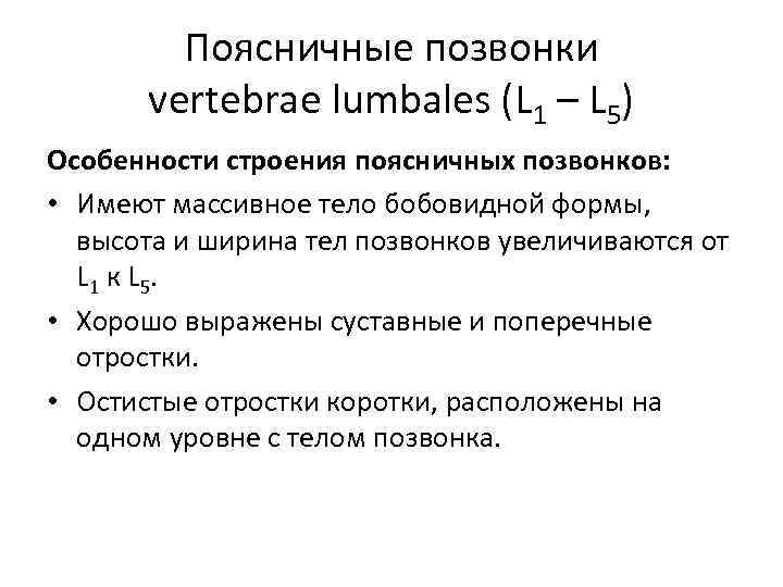 Поясничные позвонки vertebrae lumbales (L 1 – L 5) Особенности строения поясничных позвонков: •