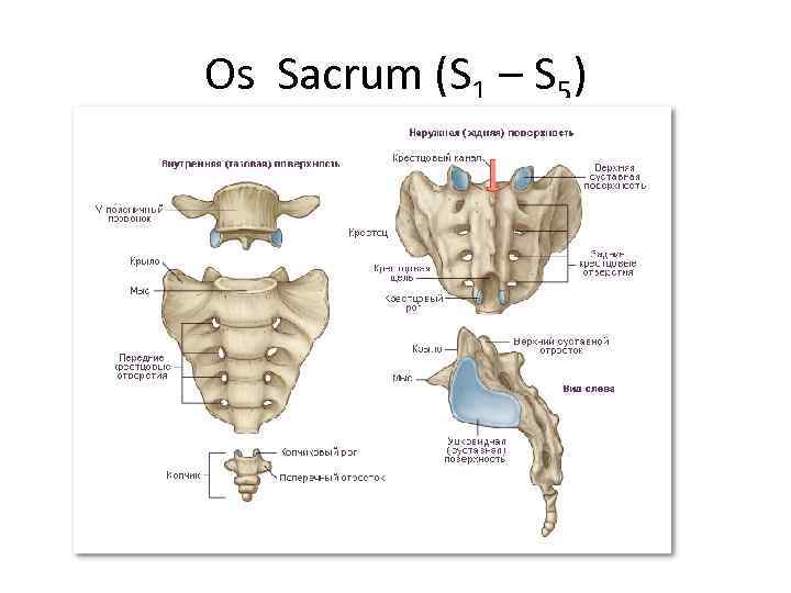 Оs Sacrum (S 1 – S 5) 
