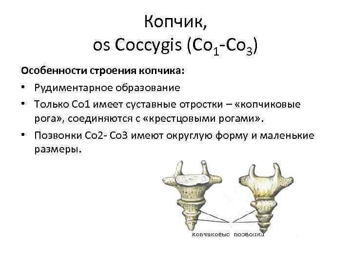 Копчик, os Сoccygis (Co 1 -Co 3) Особенности строения копчика: • Рудиментарное образование •