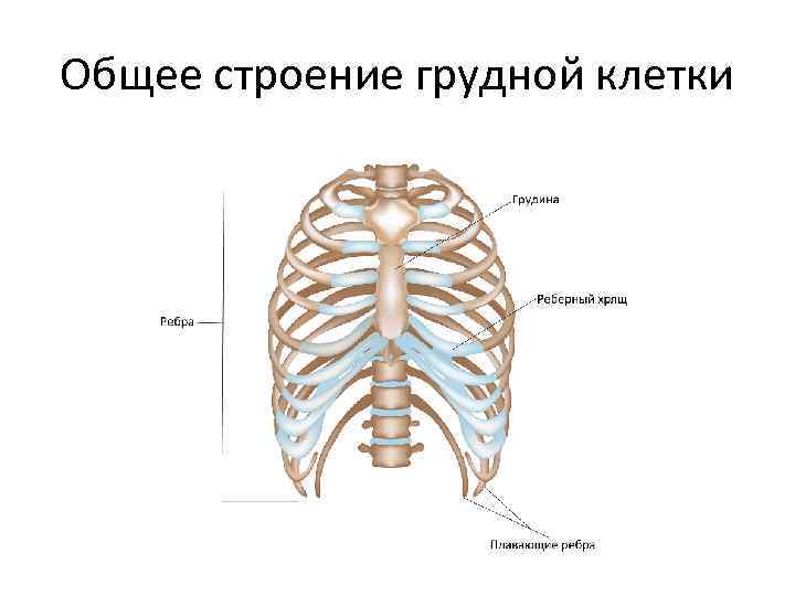 Общее строение грудной клетки 