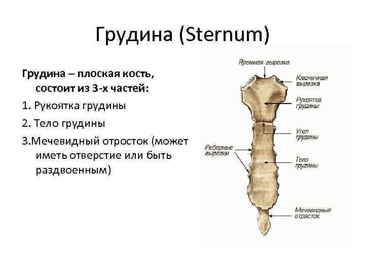 Рукоятка грудины фото