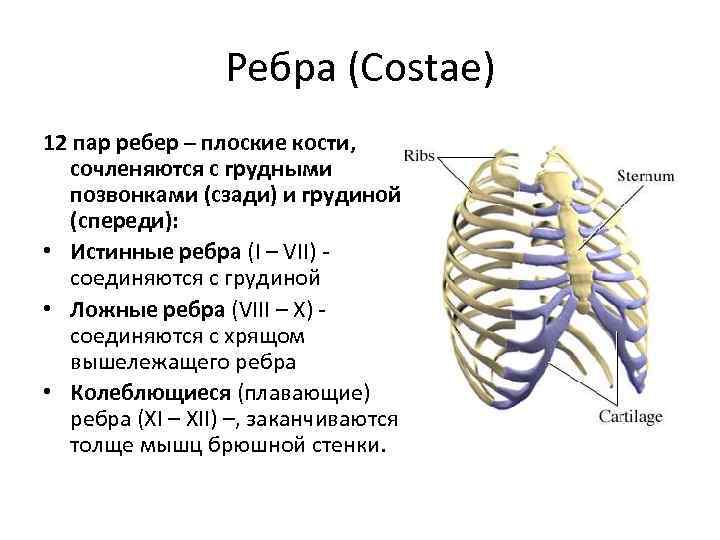 Ребра (Costae) 12 пар ребер – плоские кости, сочленяются с грудными позвонками (сзади) и