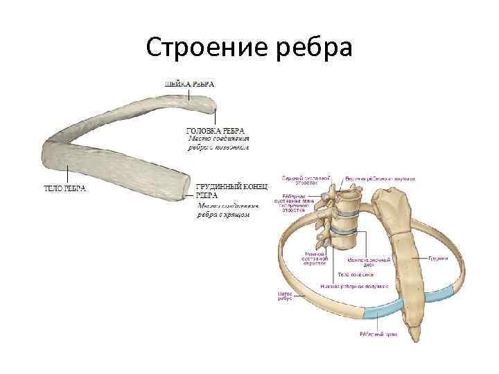 Строение ребра 