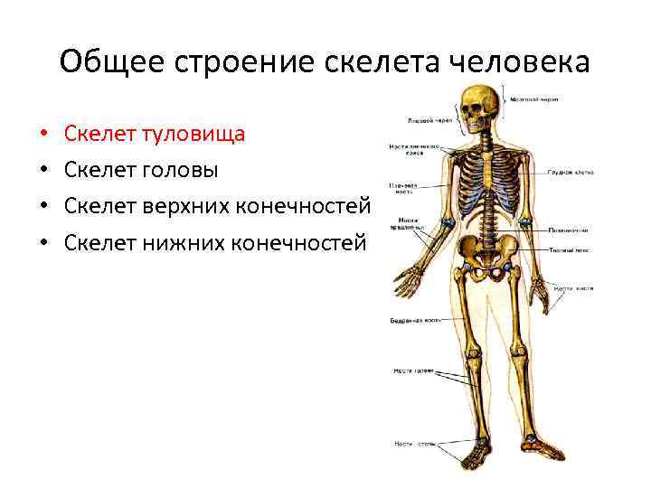 Скелет туловища рисунок