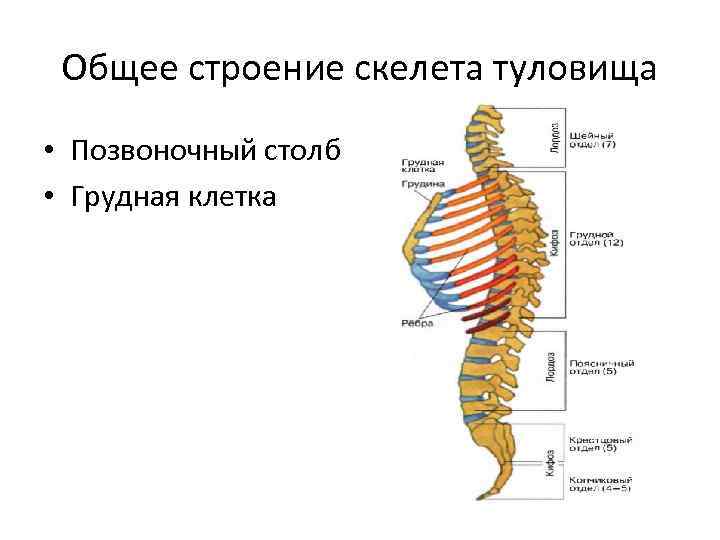 Общее строение скелета туловища • Позвоночный столб • Грудная клетка 
