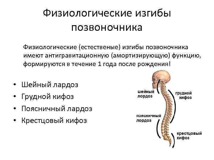 Физиологические изгибы позвоночника Физиологические (естественые) изгибы позвоночника имеют антигравитационную (амортизирующую) функцию, формируются в течение