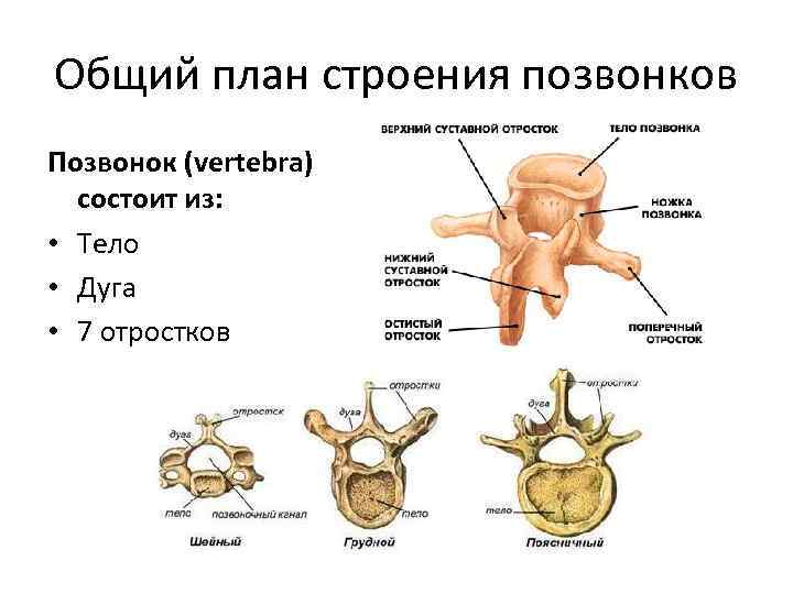 Общий план строения позвонков Позвонок (vertebra) состоит из: • Тело • Дуга • 7