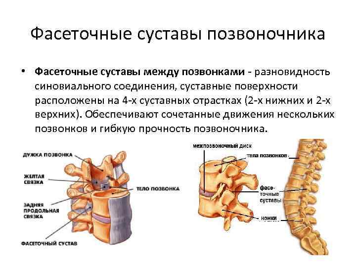 Фасеточные суставы позвоночника • Фасеточные суставы между позвонками - разновидность синовиального соединения, суставные поверхности