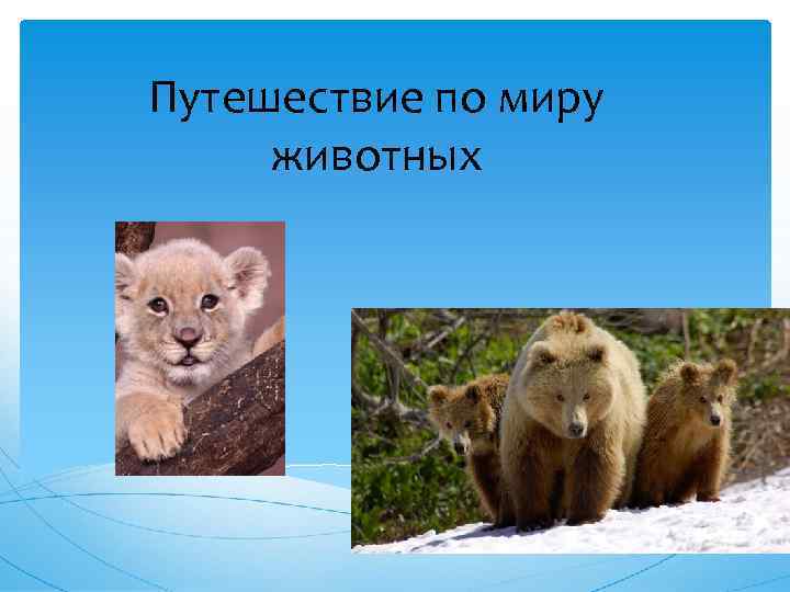 Путешествие по миру животных 